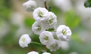 喷雪花花语 喷雪花花语和寓意