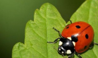 七星瓢虫的资料 七星瓢虫的资料卡怎么做