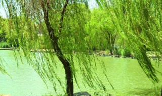 柳树的资料（柳树的资料和特点）