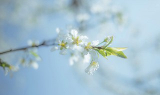 描写花儿的佳句 描写花儿的优美语句