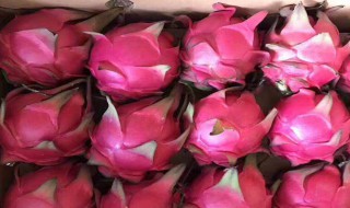 吃红心火龙果的好处（吃红心火龙果的好处与功效）