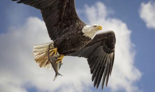 eagle是什么意思（hms beagle是什么意思）