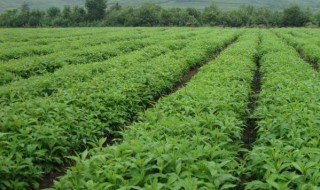 中药材种植前景如何 中药材种植前景如何发展