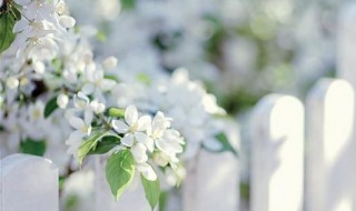 芳香怡人是什么意思 用芳香怡人做网名怎么样