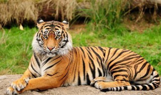 景阳冈里的大虫是什么意思 景阳冈长什么样