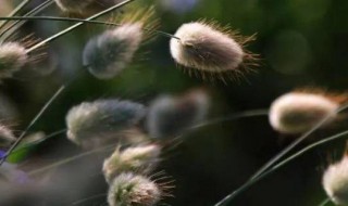 毛茸茸的东西有什么 毛茸茸的东西有什么动物