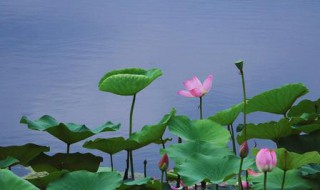 小池描写了哪些景物（小池描写了哪些景物 荷花还是荷叶）