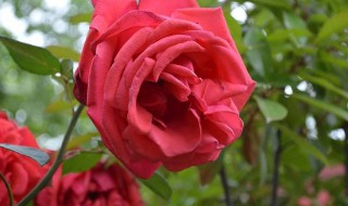 赞美月季花的优美句子 赞美月季花的优美句子朋友圈