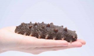 海参不适合吃的人群 海参不适合吃的人群有哪些