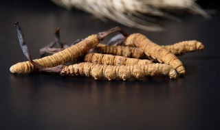 鲜虫草怎么吃（糖尿病人可以吃虫草吗新鲜虫草怎么吃）