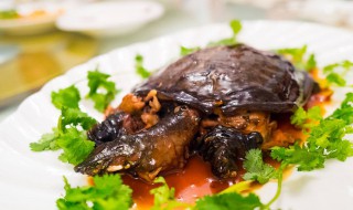 甲鱼怎么烧好吃（甲鱼怎么烧好吃又营养）