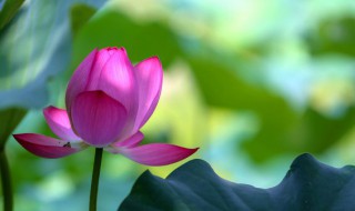 荷花出淤泥而不染全诗（适合发荷花的朋友圈语句）