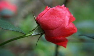 带有花的诗句（带有花的诗句三年级）