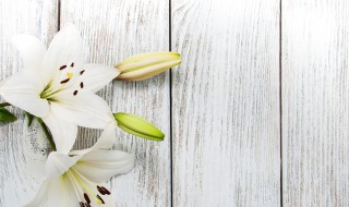 梦到百合是什么意思 梦见百合是什么意思是什么