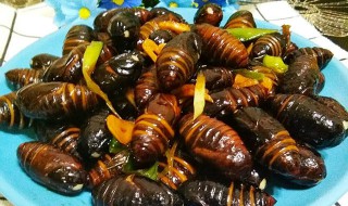 茧蛹怎么炒(茧蛹怎么炒好吃又简单)