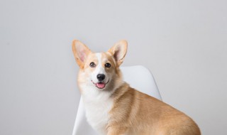 如何养好小狗 如何养好小狗狗的方法