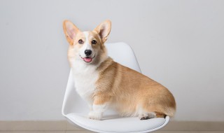 柯基怎样来养 柯基怎样养胖