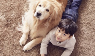 金毛犬怎么饲养比较好