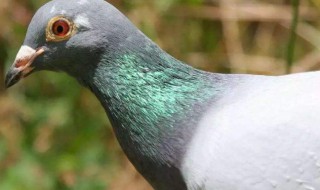 冬季信鸽怎么养 冬天信鸽怎么保养