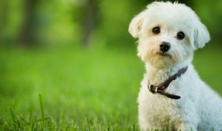 银狐犬怎么养（银狐犬怎么养怎么教）