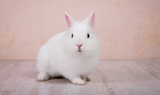 小白兔怎么养 家养小白兔怎么养