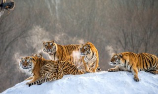 虎年的来历简短 虎年的来历简短概括