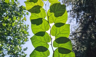 紫荆花冬天应该如何养护（紫荆花冬天的养殖方法和注意事项）