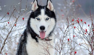 哈士奇犬冬季怎么养（哈士奇犬冬季怎么养好）