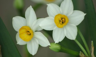 水仙花能不能放卧室 水仙花能不能放在卧室