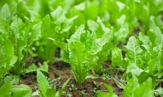 有机蔬菜怎么种植 有机蔬菜种植项目可行性报告