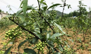 花椒树怎么种植 花椒树怎么种植的