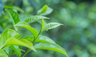 茶树种子要怎么种植 茶树种子要怎么种植方法