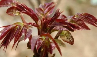 香椿树怎么种植（香椿树怎么种植最好）