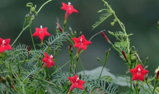 茑萝花种子怎么种植 茑萝花怎么养爆盆