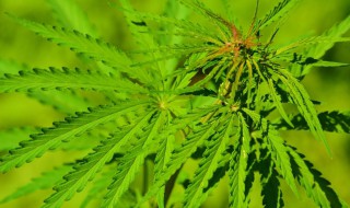 黄麻叶的功效与作用 蓖麻叶的功效与作用