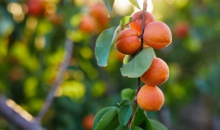 女人多吃水果有什么好处（女人多吃水果好吗）