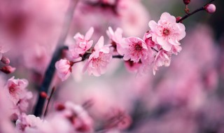 梅花简介与象征意义 梅花简介