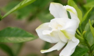 栀子花种子怎么催芽 栀子花种子催芽步骤