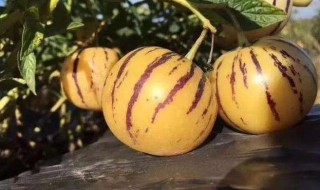 人参果有什么功效和营养 人参果去火还是上火