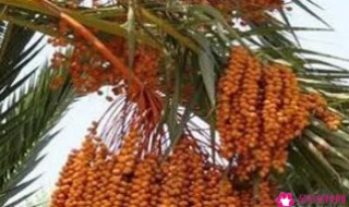 海枣的功效与食用方法 海枣的功效与食用方法禁忌