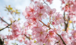 樱花怎么水培（樱花水培可以开花吗）