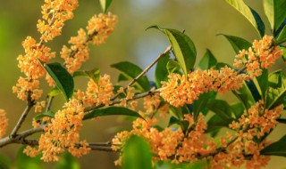 桂花种子怎么催芽（桂花种子怎么催芽?）