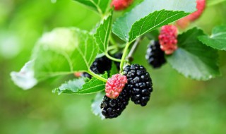 桑葚干吃多了会怎样 干桑葚一天吃几颗合适