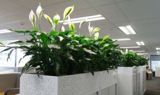 办公室摆放什么花好 办公室适合摆放什么花