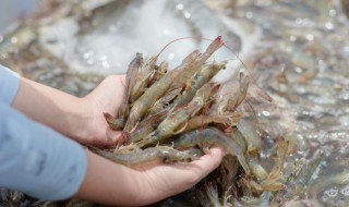 大虾的多种做法（大虾的多种做法视频）