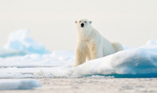 保护动物的知识有哪些呢（保护动物的知识有哪些呢一年级）