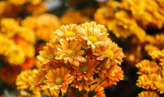 菊花茶和枸杞一起泡水有什么好处(菊花茶和枸杞一起泡水有什么好处和坏处)