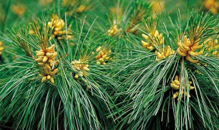 松针泡水喝有什么功效和好处 松针泡水的功效