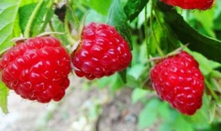 树莓泡白酒的功效与作用 树莓泡白酒的功效与作用禁忌