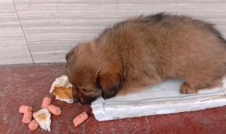 过年回家宠物怎么办（回家过年宠物怎么带回去）